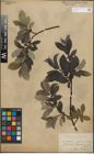 Foto von Salix glauca L. x Salix nigricans Sm.